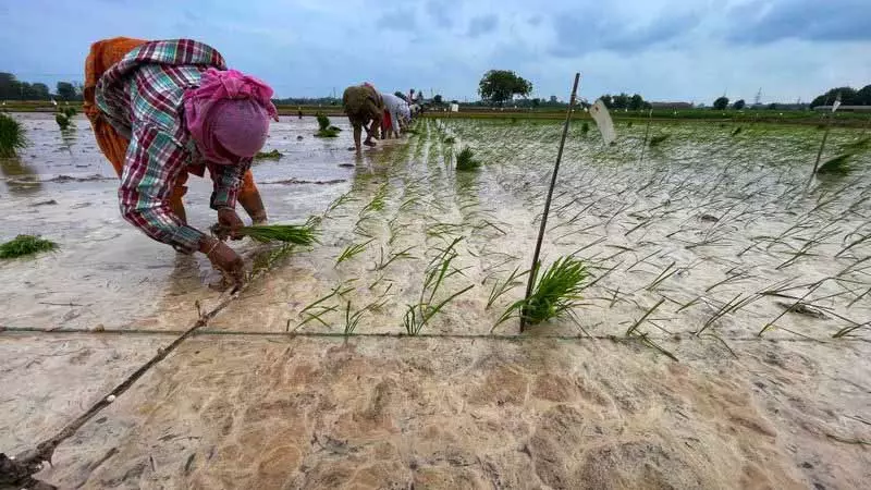 Punjab: धान उत्पादकों के लिए बारिश से राहत, मक्का किसानों के लिए मुसीबत Punjab: धान उत्पादकों के लिए बारिश से राहत, मक्का किसानों के लिए मुसीबत