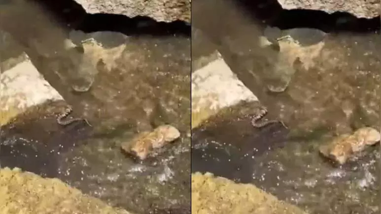 VIDEO: कछुए ने सांप को दबोचा, फिर जो हुआ... VIDEO: कछुए ने सांप को दबोचा, फिर जो हुआ...