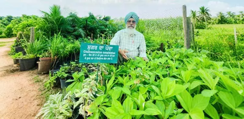 Ludhiana: पूर्व प्रधानाध्यापक ने औषधीय पौधे उगाए, किसानों से बेहतर आय के लिए विविधीकरण करने को कहा Ludhiana: पूर्व प्रधानाध्यापक ने औषधीय पौधे उगाए, किसानों से बेहतर आय के लिए विविधीकरण करने को कहा