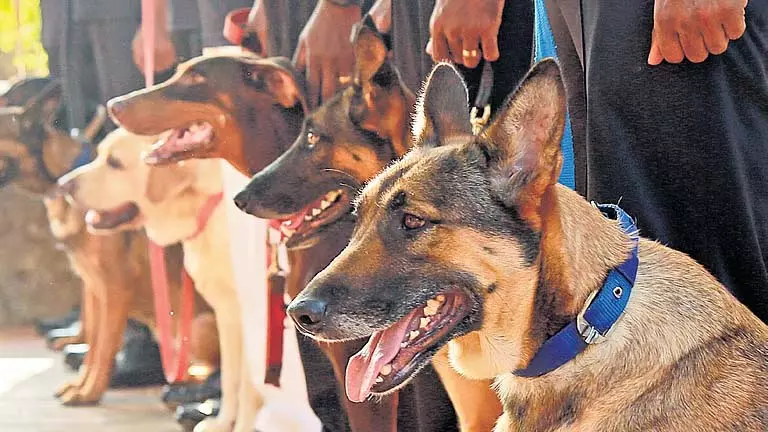 Kerala पुलिस 38 अतिरिक्त सदस्यों के साथ K9 दस्ते का विस्तार करने की योजना Kerala पुलिस 38 अतिरिक्त सदस्यों के साथ K9 दस्ते का विस्तार करने की योजना