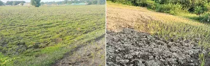 Arunachal : ई/सियांग में सूखे जैसी स्थिति से धान की खेती प्रभावित