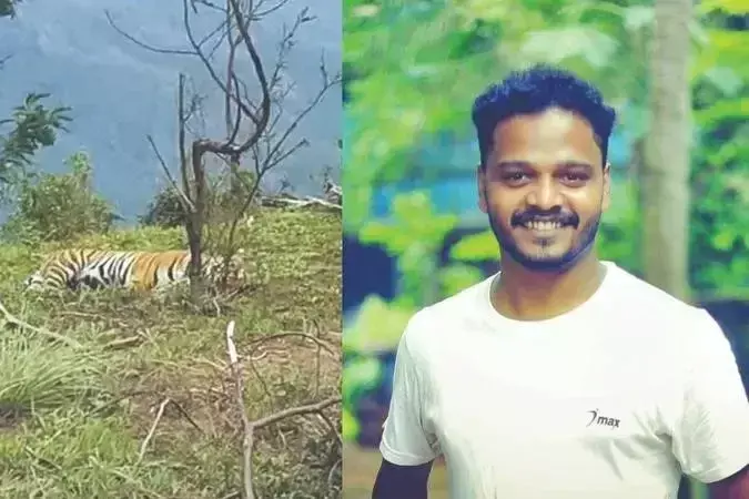 Kolukkumalai के पास पहाड़ी की चोटी पर आराम करते बाघ को ट्रैकर ने कैद किया Kolukkumalai के पास पहाड़ी की चोटी पर आराम करते बाघ को ट्रैकर ने कैद किया
