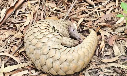 सेना ने जम्मू में नियंत्रण रेखा के पास पैंगोलिन को बचाया