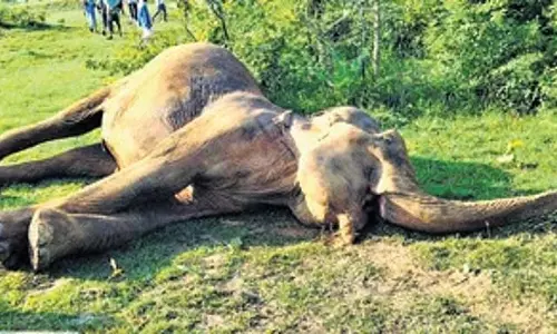 Angul में 40 वर्षीय विशालकाय जानवर मृत पाया गया