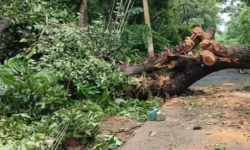 कार पर पेड़ गिरा: ड्राइवर बाल-बाल बचा कार पर पेड़ गिरा: ड्राइवर बाल-बाल बचा