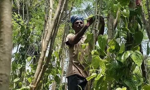 पान के पत्तों की कीमतों में गिरावट: किसान संकट में पान के पत्तों की कीमतों में गिरावट: किसान संकट में