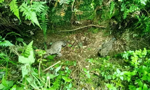 Sikkim :  बागडोगरा चाय बागान में तेंदुए के दो बच्चे मिले