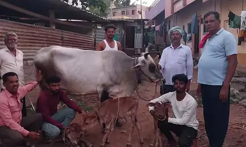 Dharwad : गाय ने तीन बछड़ों को जन्म दिया