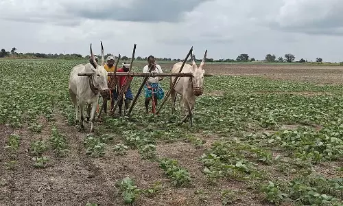 Dharwad : कम बारिश, किसान चिंतित