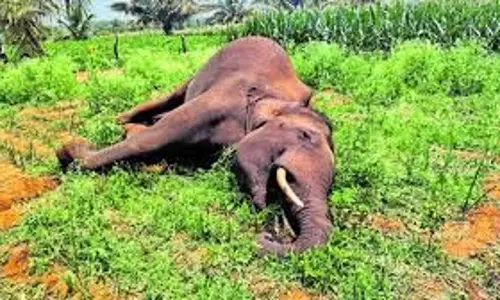 Odisha : करंट से एक और हाथी की मौत, सीएम ने जांच के आदेश दिए Odisha : करंट से एक और हाथी की मौत, सीएम ने जांच के आदेश दिए