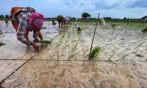 Punjab: धान उत्पादकों के लिए बारिश से राहत, मक्का किसानों के लिए मुसीबत Punjab: धान उत्पादकों के लिए बारिश से राहत, मक्का किसानों के लिए मुसीबत