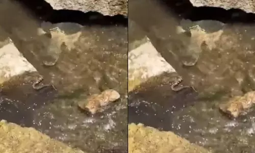 VIDEO: कछुए ने सांप को दबोचा, फिर जो हुआ... VIDEO: कछुए ने सांप को दबोचा, फिर जो हुआ...