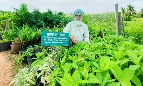 Ludhiana: पूर्व प्रधानाध्यापक ने औषधीय पौधे उगाए, किसानों से बेहतर आय के लिए विविधीकरण करने को कहा