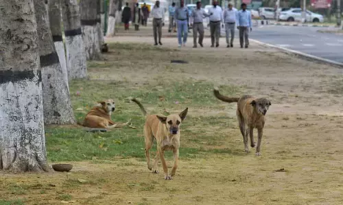 SBS Nagar के निवासियों ने आवारा कुत्तों के आतंक के खिलाफ शिकायत दर्ज कराई