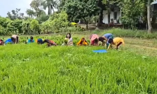 मंत्री की पत्नी ने खेत में निंदाई की, वीडियो वायरल