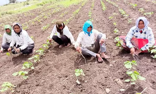 मुरझाते कपास और बिनौले; अन्नदाता बारिश का इंतजार कर रहे हैं मुरझाते कपास और बिनौले; अन्नदाता बारिश का इंतजार कर रहे हैं