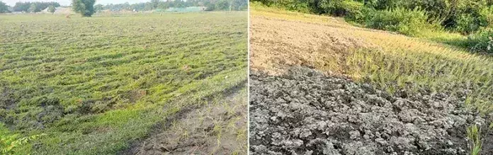 Arunachal: ई/सियांग में सूखे जैसी स्थिति से धान की खेती प्रभावित