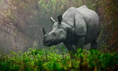Assam ने संरक्षित गैंडे के सींग आनुवंशिक परीक्षण के लिए भारतीय वन्यजीव संस्थान को भेजे Assam ने संरक्षित गैंडे के सींग आनुवंशिक परीक्षण के लिए भारतीय वन्यजीव संस्थान को भेजे