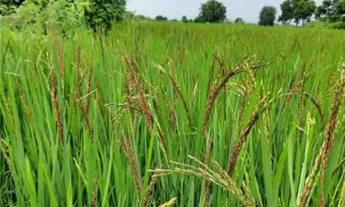Telangana का धान विरोधाभास, रिकॉर्ड उत्पादन के साथ घटता लाभ