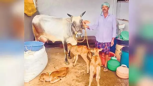 Hubli : गाय ने एक साथ तीन बछड़ों को जन्म दिया; पशु चिकित्सकों ने कहा यह दुर्लभ है Hubli : गाय ने एक साथ तीन बछड़ों को जन्म दिया; पशु चिकित्सकों ने कहा यह दुर्लभ है