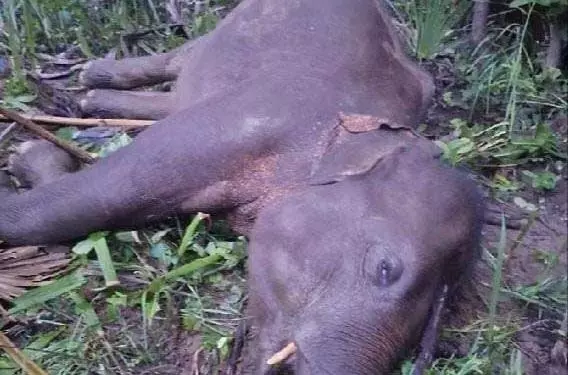 मादा हाथी की बिजली से मौत मादा हाथी की बिजली से मौत