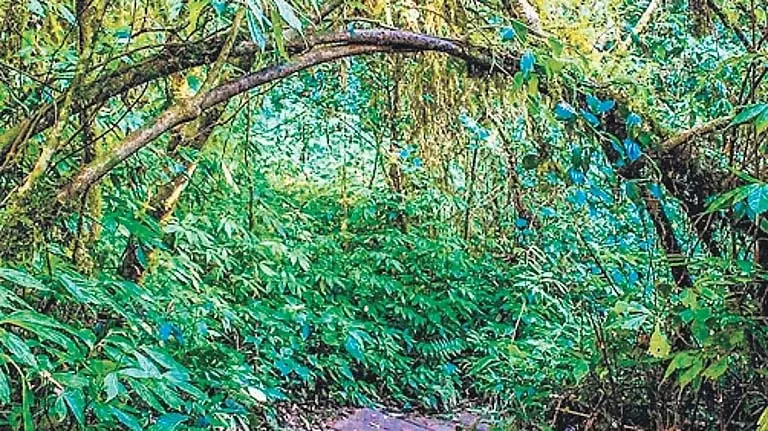 Odisha सरकार की नई इकोटूरिज्म नीति में वनों से कोई छेड़छाड़ नहीं Odisha सरकार की नई इकोटूरिज्म नीति में वनों से कोई छेड़छाड़ नहीं