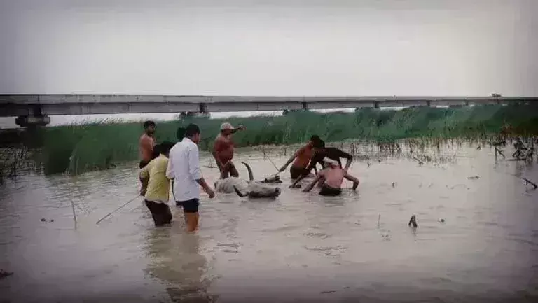 Shamshabad: गंगा किनारे रेस्क्यू से बची बैल की जान Shamshabad: गंगा किनारे रेस्क्यू से बची बैल की जान