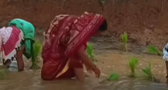 महिला विधायक ने धान की रोपाई की, वीडियो तेजी से वायरल महिला विधायक ने धान की रोपाई की, वीडियो तेजी से वायरल