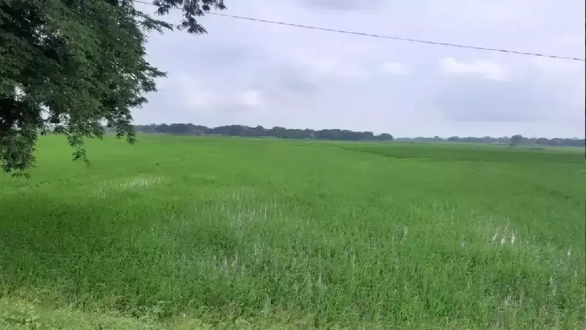 Jharkhand में अनाजों के फसल क्षेत्र में 36 फीसदी की कमी, सिंचाई साधनों से सिंचाई में भी गिरावट Jharkhand में अनाजों के फसल क्षेत्र में 36 फीसदी की कमी, सिंचाई साधनों से सिंचाई में भी गिरावट