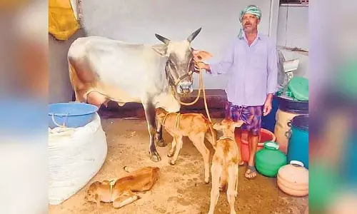 Hubli : गाय ने एक साथ तीन बछड़ों को जन्म दिया; पशु चिकित्सकों ने कहा यह दुर्लभ है Hubli : गाय ने एक साथ तीन बछड़ों को जन्म दिया; पशु चिकित्सकों ने कहा यह दुर्लभ है