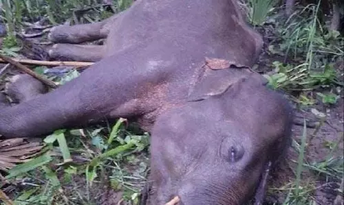 मादा हाथी की बिजली से मौत मादा हाथी की बिजली से मौत