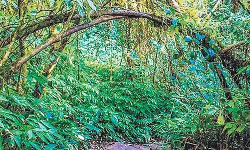 Odisha सरकार की नई इकोटूरिज्म नीति में वनों से कोई छेड़छाड़ नहीं