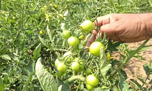 Anuppur: टमाटर की खेती से अनूपपुर जिले को नई उड़ान Anuppur: टमाटर की खेती से अनूपपुर जिले को नई उड़ान