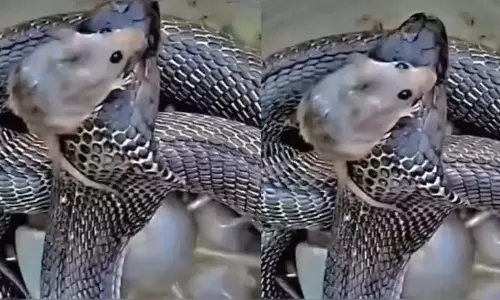 कोबरा के फन पर बैठकर चूहे ने बचाई अपनी जान, जमकर वायरल हुआ VIDEO