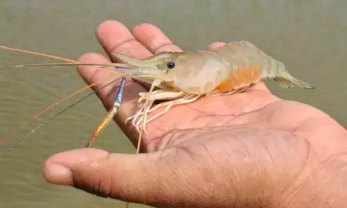 झींगा पालन में नया अध्याय लिख रहा है सुकमा जिला