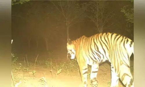 मंचेरियल में बछड़े को मारने वाला बाघ Asifabad वापस चला गया होगा