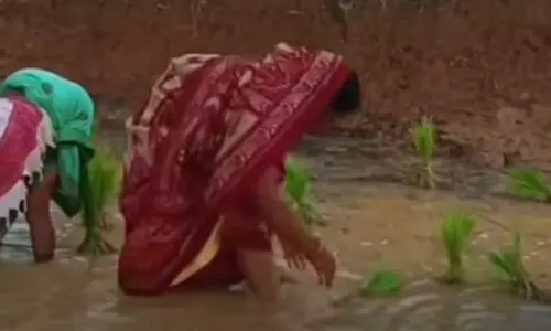 महिला विधायक ने धान की रोपाई की, वीडियो तेजी से वायरल