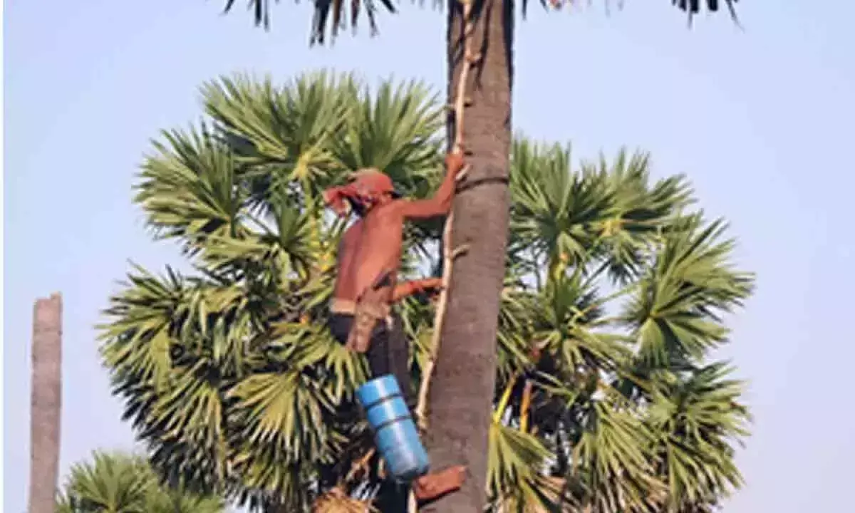 ताड़ी के व्यावसायीकरण से मिलावट को बढ़ावा मिला; यह ताड़ी निकालने वालों के पेशे पर हमला है ताड़ी के व्यावसायीकरण से मिलावट को बढ़ावा मिला; यह ताड़ी निकालने वालों के पेशे पर हमला है