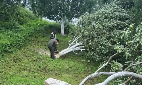 ऊपरी Shimla में अतिक्रमित वन भूमि से सेब के बागान हटाने का काम शुरू ऊपरी Shimla में अतिक्रमित वन भूमि से सेब के बागान हटाने का काम शुरू
