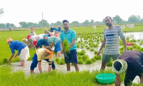 90 प्रतिशत से अधिक किसानों ने संतुलित उर्वरक का उठाव कर लाभ प्राप्त किया