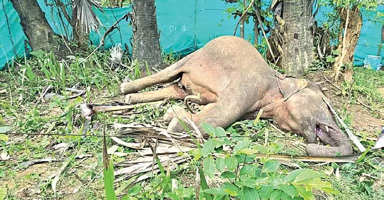 Sambalpur में बिजली के तार से हुई मौतों में वृद्धि के कारण भारी नुकसान Sambalpur में बिजली के तार से हुई मौतों में वृद्धि के कारण भारी नुकसान