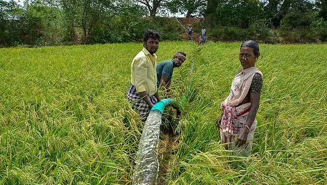 चीन से आपूर्ति में कटौती के कारण खरीफ फसल को DAP की कमी का सामना करना पड़ रहा है चीन से आपूर्ति में कटौती के कारण खरीफ फसल को DAP की कमी का सामना करना पड़ रहा है