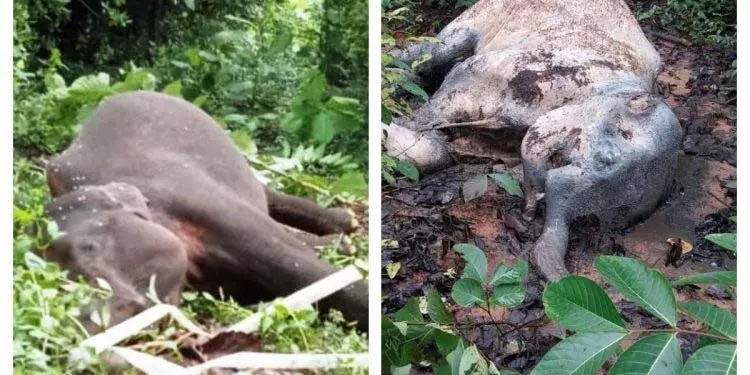 Odisha: संबलपुर जिले में करंट लगने से दो हाथी की मौत Odisha: संबलपुर जिले में करंट लगने से दो हाथी की मौत
