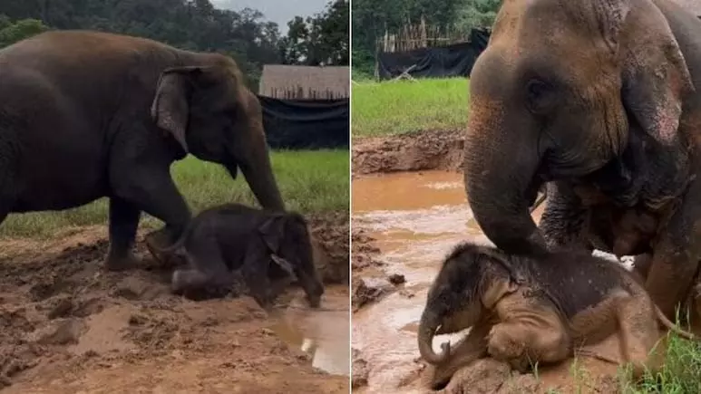 नन्हे हाथी ने मां के साथ कीचड़ भरे तालाब में की ऐसी मस्ती, देखें वायरल VIDEO नन्हे हाथी ने मां के साथ कीचड़ भरे तालाब में की ऐसी मस्ती, देखें वायरल VIDEO