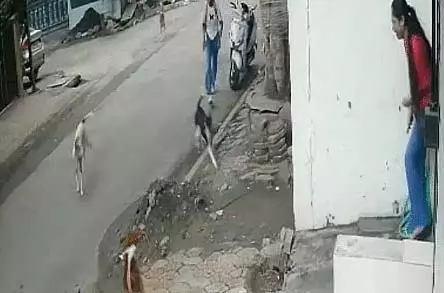 Indore : आवारा कुत्तों के झुंड में कॉलेज छात्रा पर हमला किया Indore : आवारा कुत्तों के झुंड में कॉलेज छात्रा पर हमला किया