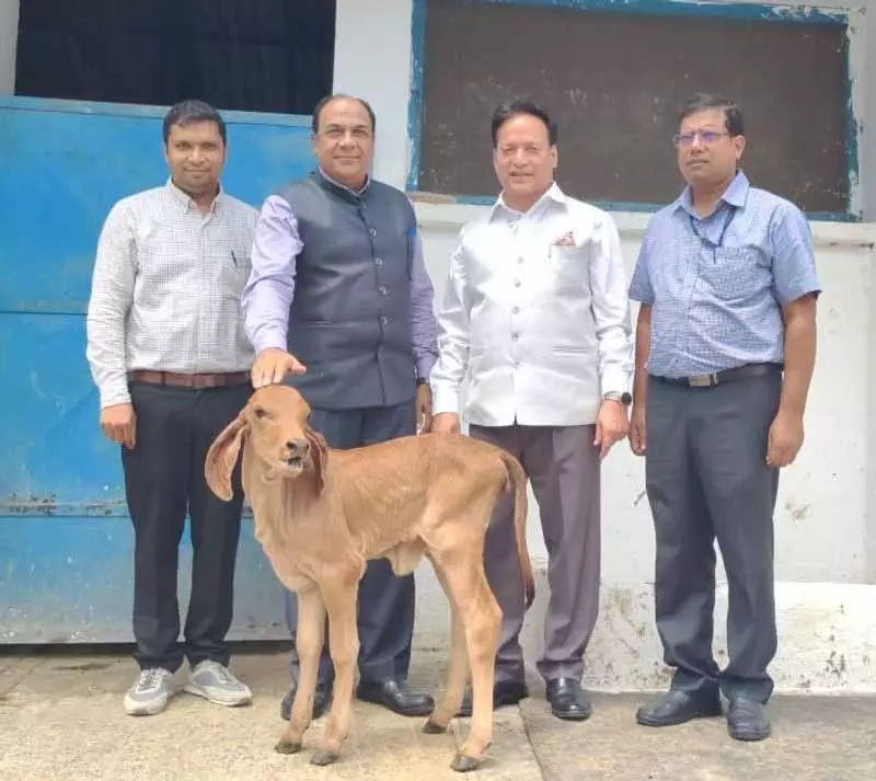 NDRI ने क्लोन किए गए गिर डोनर से आईवीएफ बछड़े के साथ गाय प्रजनन चक्र को तेज किया NDRI ने क्लोन किए गए गिर डोनर से आईवीएफ बछड़े के साथ गाय प्रजनन चक्र को तेज किया