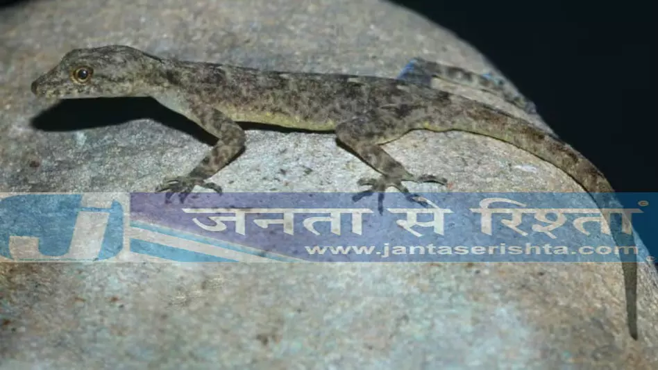Assam में नई डे गेको प्रजाति ‘नेमास्पिस ब्रह्मपुत्र’ की खोज की गई Assam में नई डे गेको प्रजाति ‘नेमास्पिस ब्रह्मपुत्र’ की खोज की गई