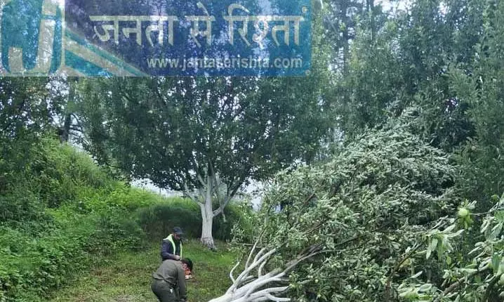 Himachal: अन्याय की शाखाएँ, सेब के पेड़ जिनकी रक्षा करने में हम असफल रहे Himachal: अन्याय की शाखाएँ, सेब के पेड़ जिनकी रक्षा करने में हम असफल रहे