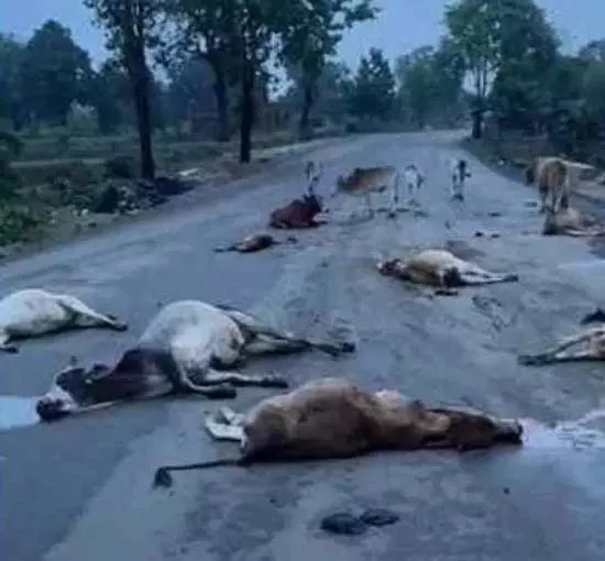 सड़क में 17 गायों की लाश मिली, कुचलकर अज्ञात वाहन फरार सड़क में 17 गायों की लाश मिली, कुचलकर अज्ञात वाहन फरार