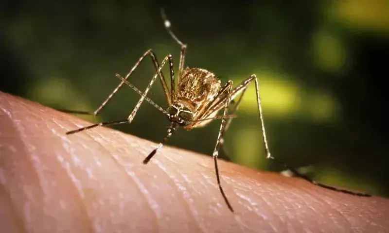 Assam में जापानी इंसेफेलाइटिस से 12 नई मौतें, कुल संख्या 26 हुई Assam में जापानी इंसेफेलाइटिस से 12 नई मौतें, कुल संख्या 26 हुई